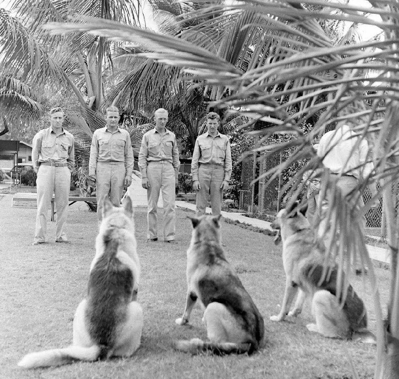 WW2 Photo WWII US Military War Dog Obedience Training 1942 World War Two/ 1528