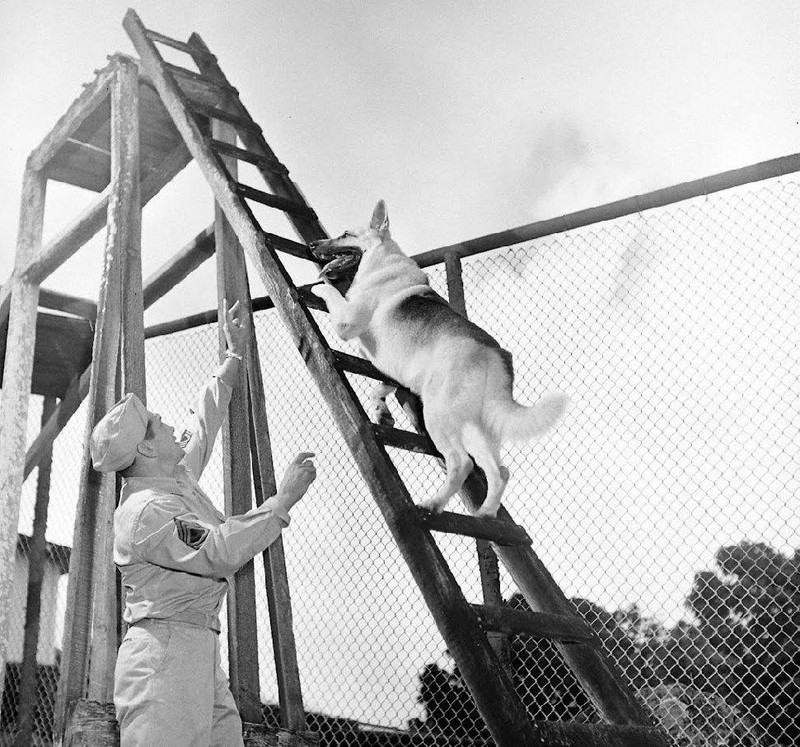 WW2 Photo WWII US Military War Dog Ladder Training 1942 World War Two / 1527