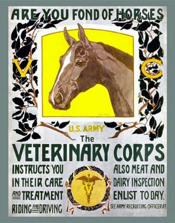 VETERINARY CORPS 8X10 PHOTO WWI USA US ARMY MILITARY HORSE