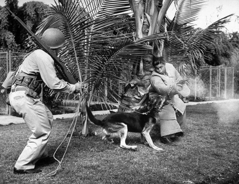 WW2 Photo WWII US Military War Dog Attack Training 1942 World War Two / 1525