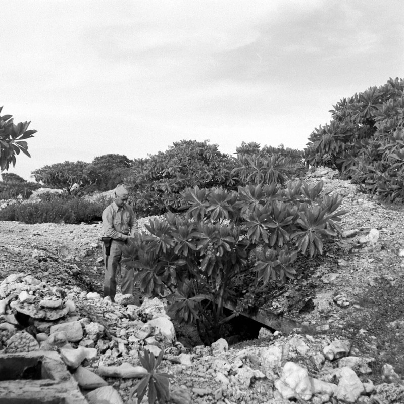 WW2 WWII Photo World War Two / Scenes On Wake Island After Japanese Surrender