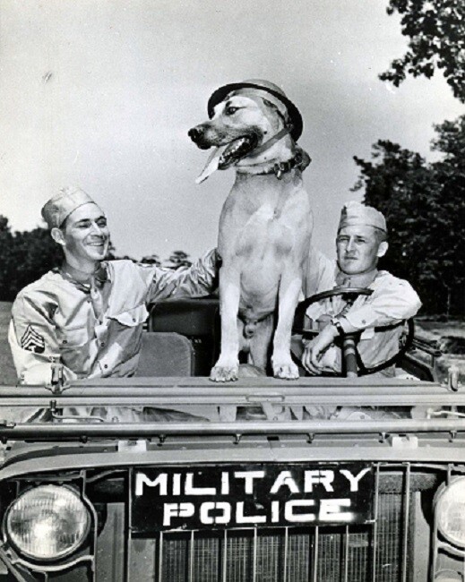 Military Police with their dog on hood of their Jeep, MP’s 8×10 WWII Photo 174a