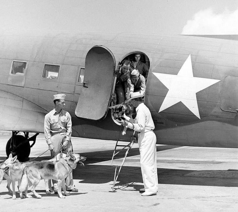 WW2 Photo WWII US Military War Dog Aircraft Training 1942 World War Two/ 1530