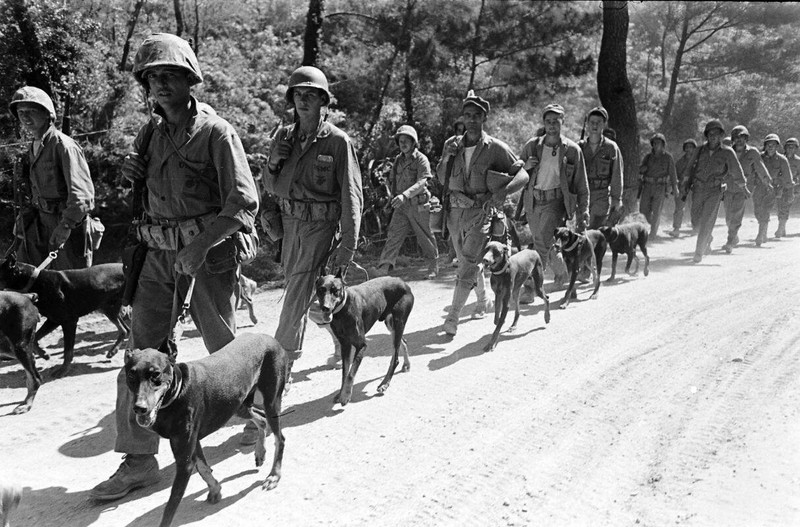 WW2 WWII Photo US Marines & War Dogs on Okinawa 1945 World War Two / 1945