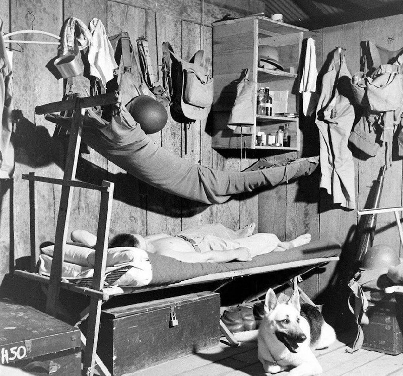 WW2 Photo WWII US Military War Dog In Barracks 1942 World War Two/ 1531