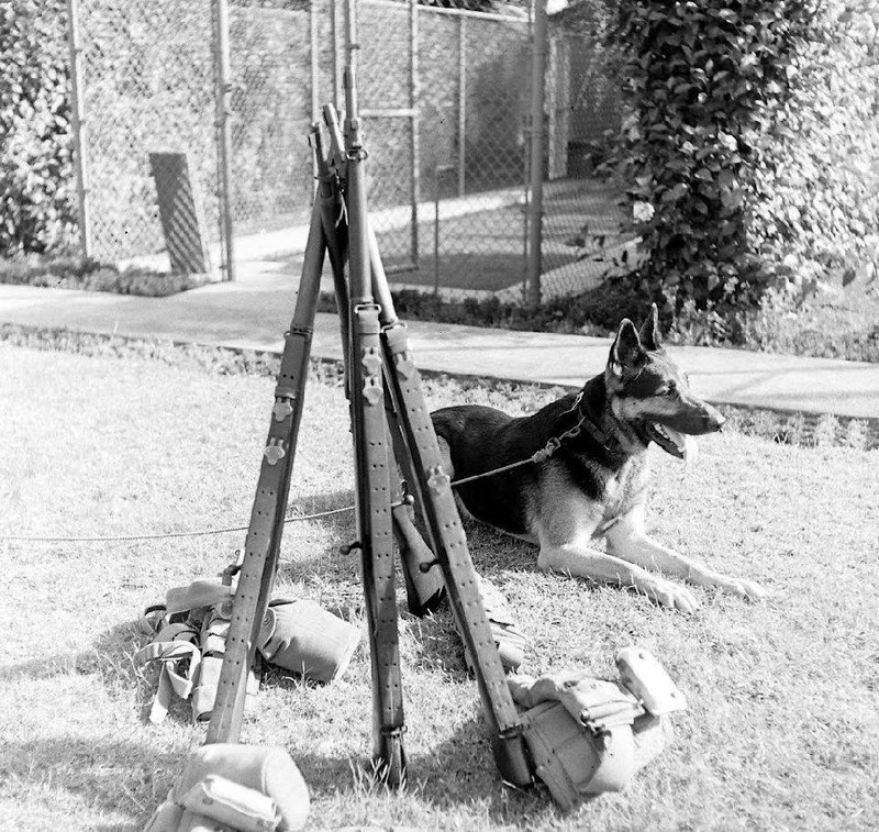 WW2 Photo WWII US Military War Dog During Training 1942 World War Two / 1524