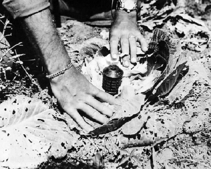 Japanese Cabbage Booby Trapped with Type 97 Grenade Okinawa 8×10 WWII Photo 183a