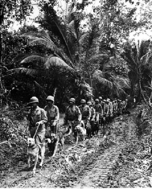U.S. Marine `Raiders’ and their dogs on Bougainville 8×10 WWII WW2 Photo 81
