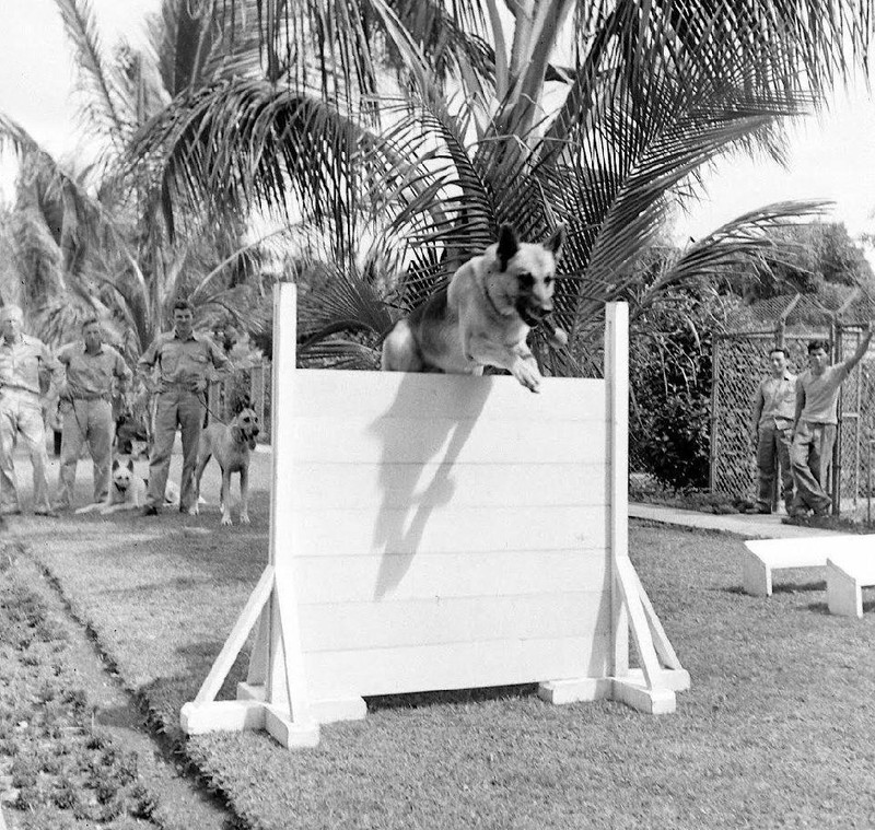 WW2 Photo WWII US Military War Dog Obstacle Training 1942 World War Two / 1526